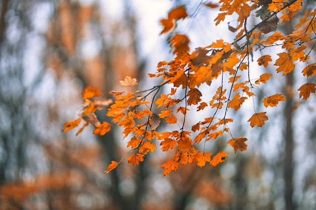 Schöne Herbstlandschaft mit gelben Bäumen und Sonne. Buntes Laub im Park. Fallende Blätter