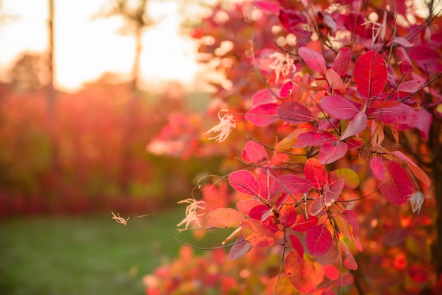 Schöne Herbstlandschaft mit gelben Bäumen und Sonne. Buntes Laub im Park. Herbstlandschaft