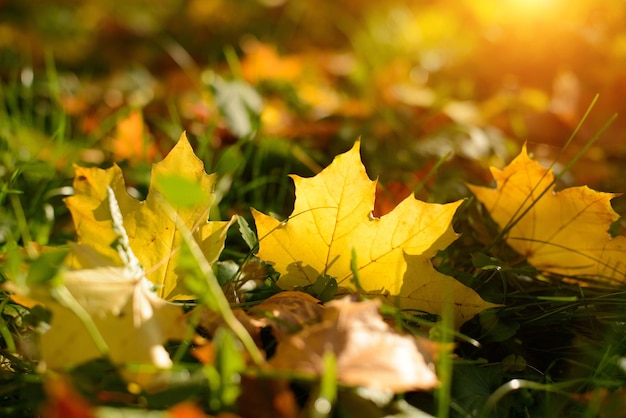 Schöne Herbstlandschaft mit gelben Bäumen und Sonne