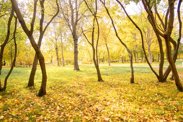 Schöne Herbstlandschaft mit gelben Bäumen