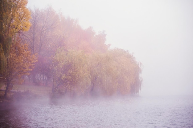 Foto schöne herbstlandschaft mit nebel über dem see im wald