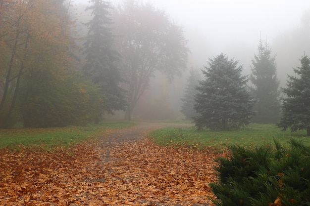 Schöne Herbstlandschaft. Nebeliger Park.