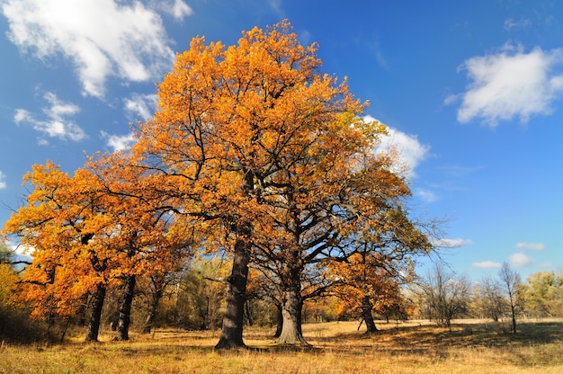 Schöne Herbstlandschaft von Bäumen mit gelben Blättern