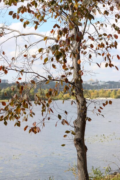 Schöne herbstliche Szene Herbstlaub Hintergrund Bäume mit gelben Blättern am Ufer eines Flusses