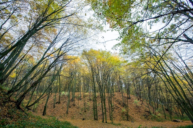 Schöne Herbstnatur mit fallendem Laub im Hochherbst