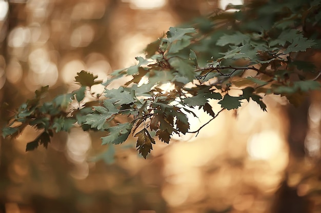 schöne Herbstparklandschaft / Wald, Bäume in gelbem Laub, Herbstlandschaft, Laubfall