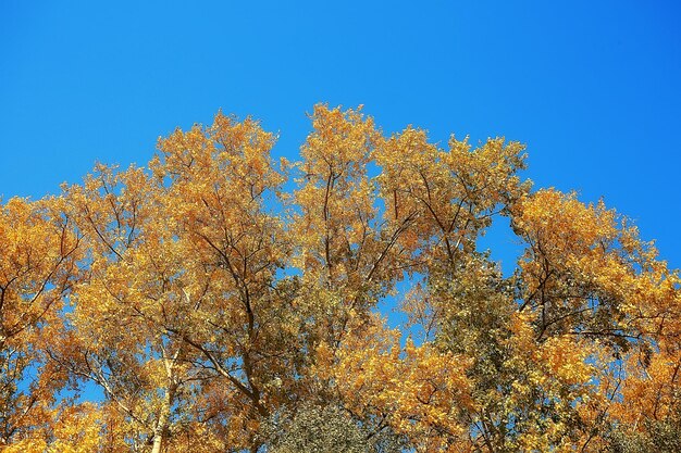 schöne Herbstparklandschaft / Wald, Bäume in gelbem Laub, Herbstlandschaft, Laubfall