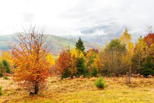 Schöne Herbstwaldlandschaft mit gelbem Laub auf Bäumen und grünen Tannen in der Ferne schöne Sturmwolken