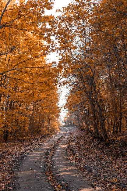 Schöne Herbstwaldwegstraße in den Strahlen des Sonnenlichts. Gefallene orange und gelbe Teppichblätter im Novemberwald