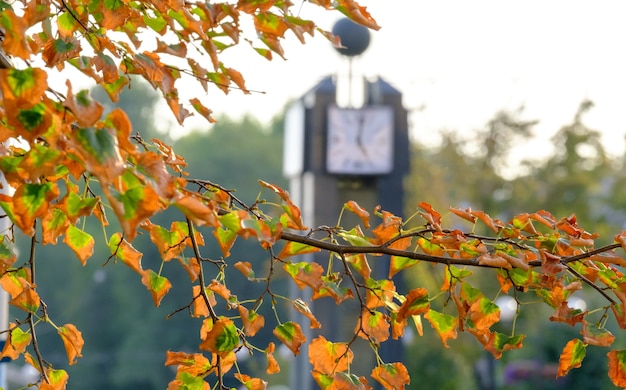 Schöne Herbstzeit mit getrockneten Blättern und verschwommenen Uhren im Hintergrund Buntes Laub