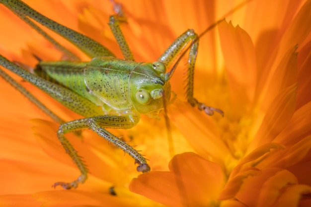 Schöne Heuschrecken zeigen ihre wunderbare Struktur aus Mustern und Farben, während sie sitzen