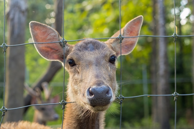 Schöne Hirsche im Zoo