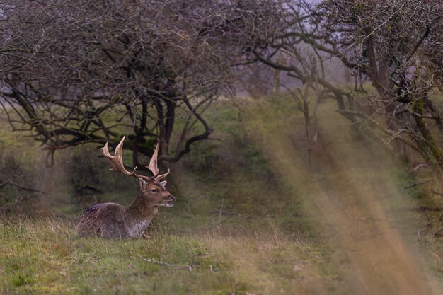 Schöne Hirsche mit großen Hörnern laufen im Waldpark, Hirsche essen Gras, schöner nebliger Morgen.