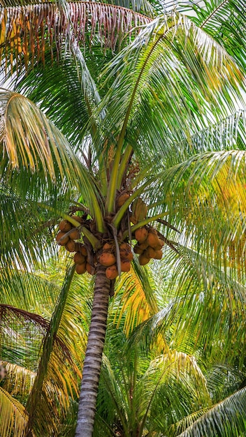 Schöne hohe Palme in einem Park am Strand