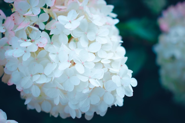 Schöne Hortensie blüht im Sommergarten-Qualitätsfoto