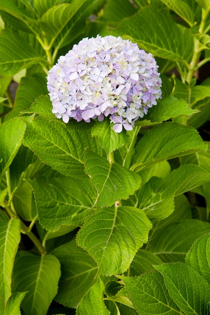 Schöne Hortensie Pflanze