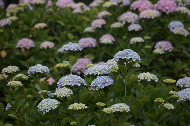 Schöne Hortensie von außen