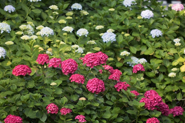 Schöne Hortensie von außen