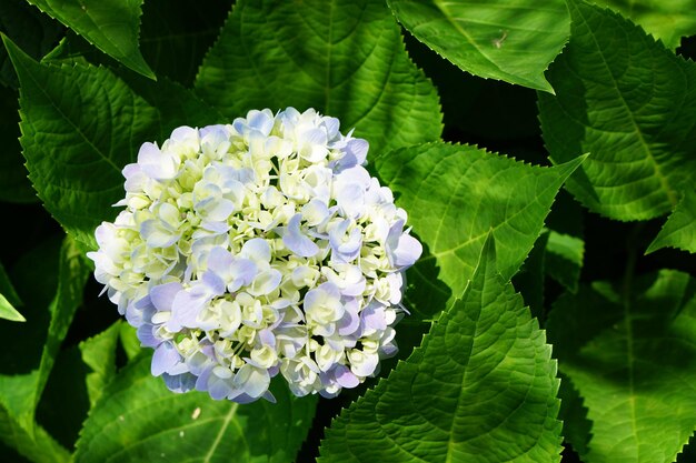 Schöne Hortensien im Gartenx9