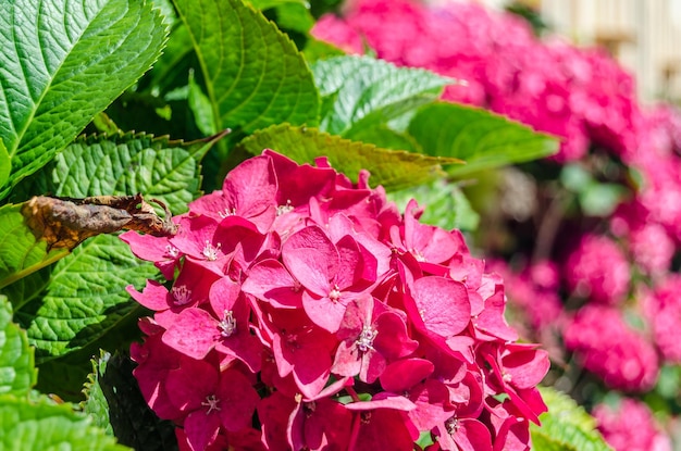 Schöne Hortensien- oder Hortensienblüte in Blüte