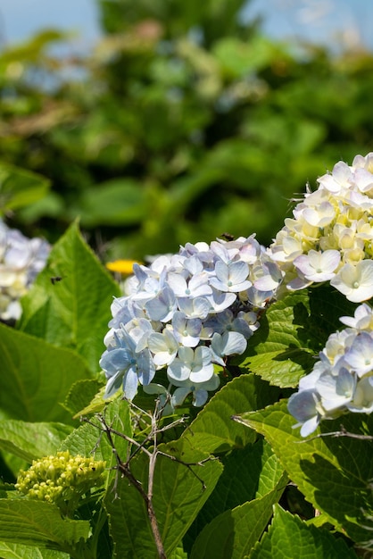 Schöne Hortensienblüte in einem natürlichen Garten an sonnigen Tagen