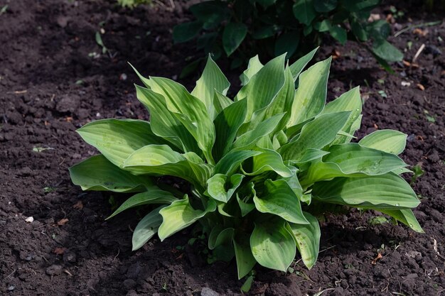 Foto schöne hostablätter hintergrund hosta eine zierpflanze für die landschaftsgestaltung von parks und gärten große üppig grüne blätter mit streifen adern des blattes