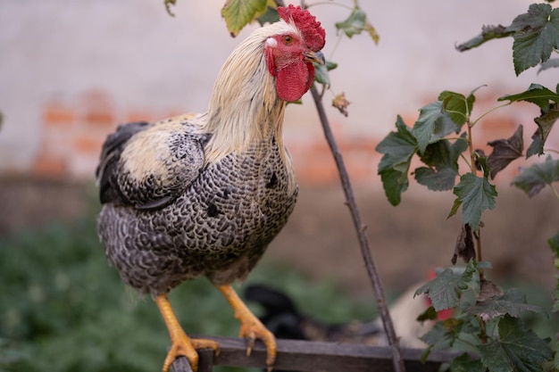 Schöne Hühner und Hähne draußen im Hof