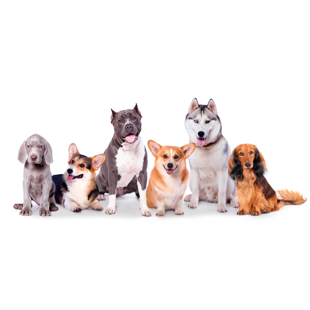 Schöne Hunde