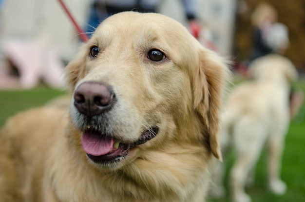 Schöne Hunderasse Golden Retriever für einen Spaziergang an der Leine im Park im Frühjahr.