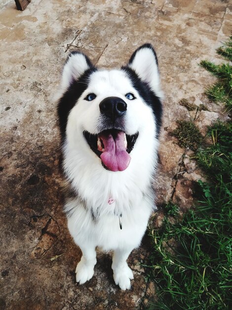 Foto schöne husky-augen, die blau sind