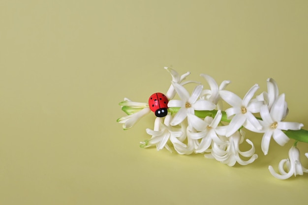 Schöne Hyazinthenblumen und Ostereier am Tag der gelben Hintergrundfrau