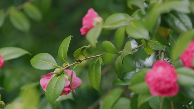 Schöne hybride Kamelieblüte mit frischen wachsigen Blättern, rosa Blütenkopf, Blumenzucht