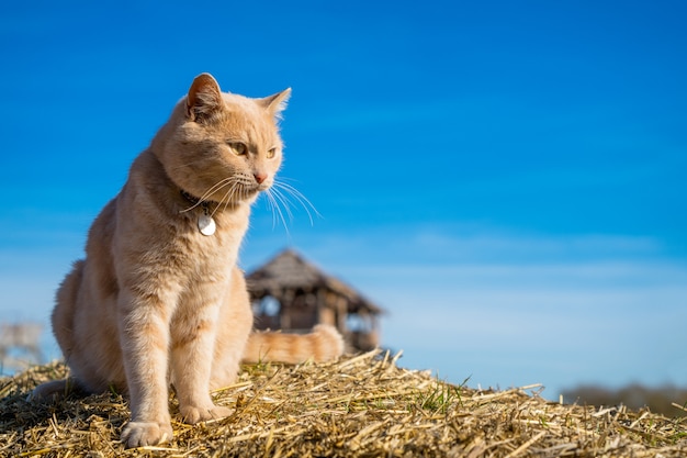 Schöne Ingwerkatze, die auf der Natur spielend sitzt