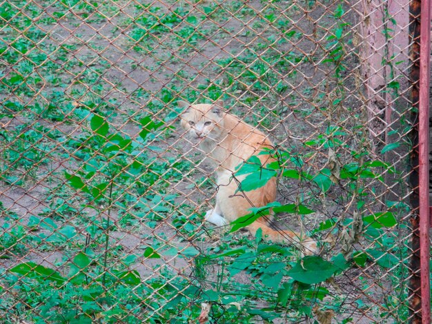 Foto schöne ingwerkatze, die hinter einem zaun sitzt vorderansicht der süßen katze im freien hinter dem zaun