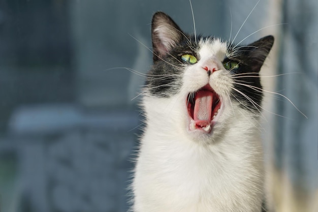 Schöne inländische Schwarz-Weiß-Kurzhaar-Grün-Gelb-Augen-Katze, die gerade in Richtung Kamera schaut. Gespenstisch ernster Blick. Nahaufnahme, Horizontal, Tiefenschärfe.