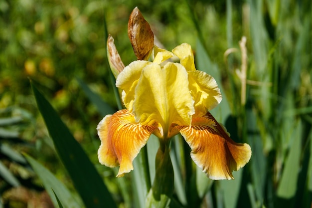 Schöne Irisblume auf Blumenbeet im Garten