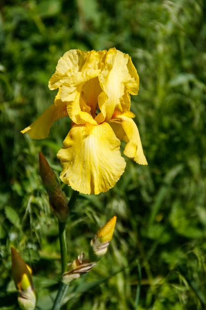 Schöne Irisblume auf Blumenbeet im Garten