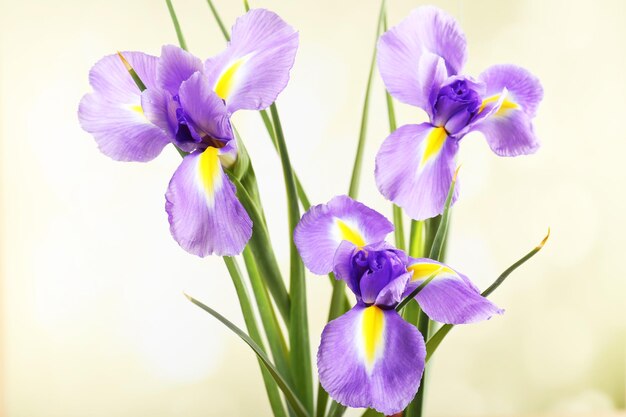 Schöne Irisblume auf hellem Hintergrund