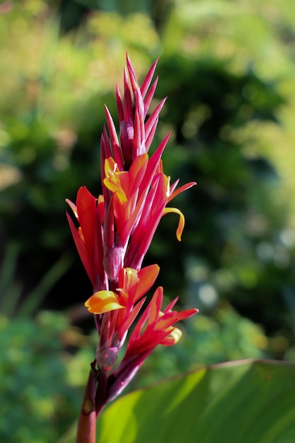 Schöne Irisblumen in der Natur