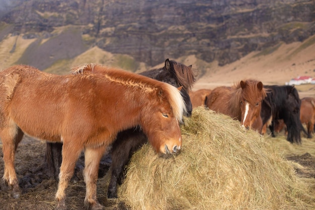 Schöne Islandpferde mit langen Mähnen grasen und fressen Heu