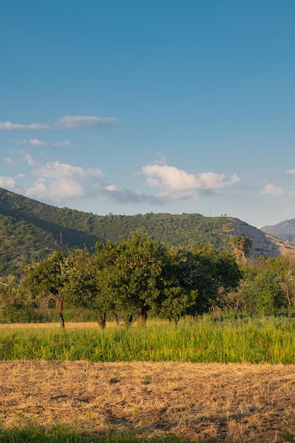 Schöne italienische Landschaftsorangenbäume in einem blühenden Feld auf dem Hintergrund von Bergen