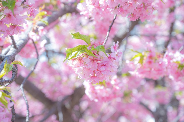 Schöne japanische Kirschblüten und schönes Wetter