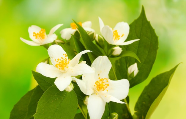 Schöne Jasminblüten mit Blättern auf grünem Hintergrund