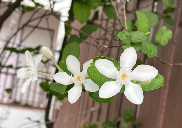 schöne Jasmine weiße Jasmine Blüte Fünfblättrige weiße Jasminblüten blühen