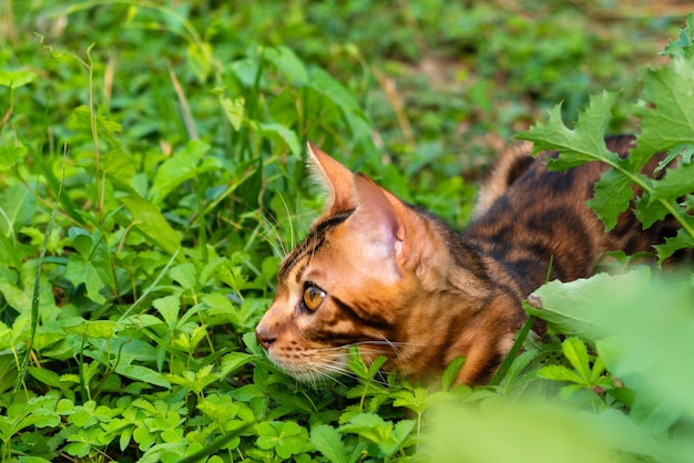 Schöne junge Bengalkatze im Garten