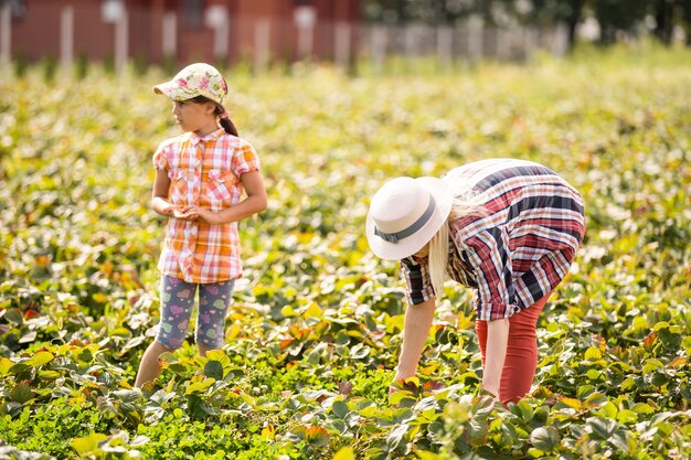 Schöne junge kaukasische Mutter mit ihrer Tochter pflücke Erdbeeren auf dem Feld