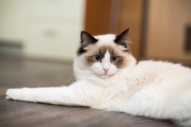 Schöne junge weiße reinrassige Ragdoll-Katze mit blauen Augen zu Hause