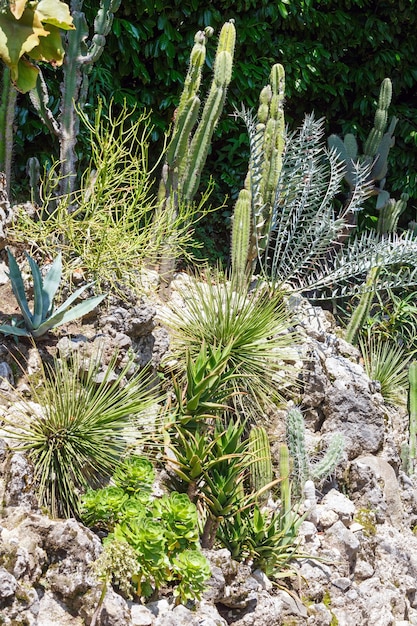 Schöne Kakteen und andere Sukkulenten auf Steinen