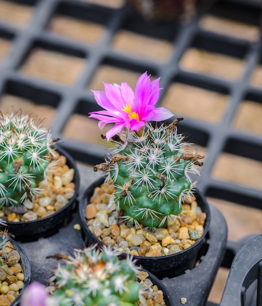 Schöne Kaktusblume