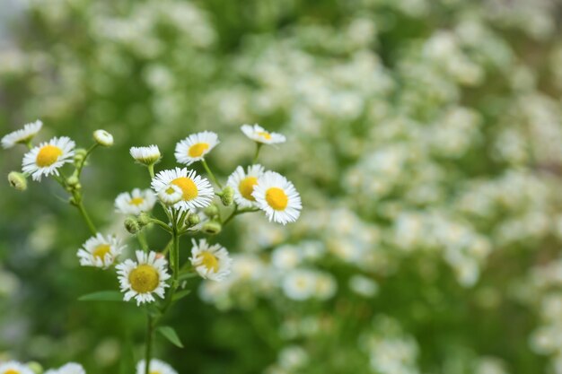 Schöne Kamillenblüten im Feld